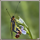 Ascalaphe